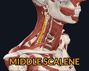 middle scalene