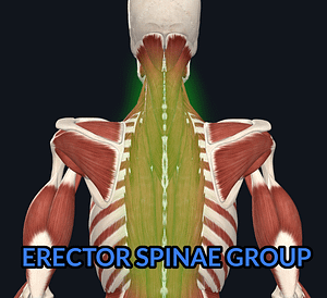 Erector Spinae Group