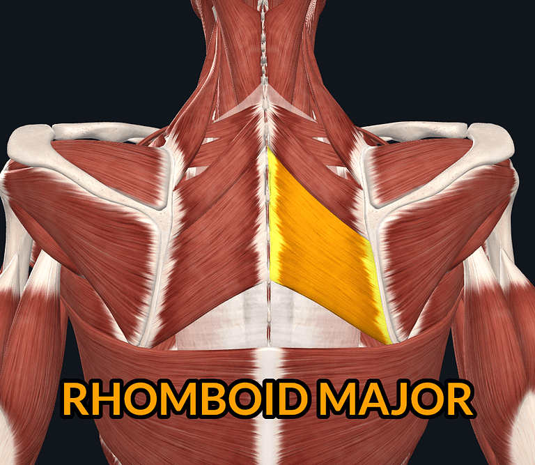 Rhomboid Major