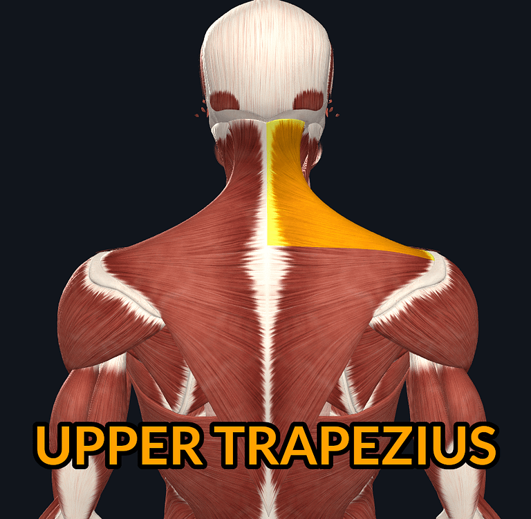 Upper Trapezius